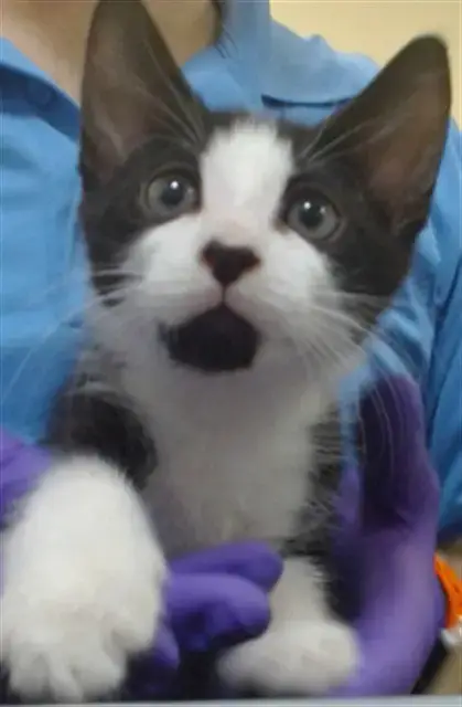 Theodore