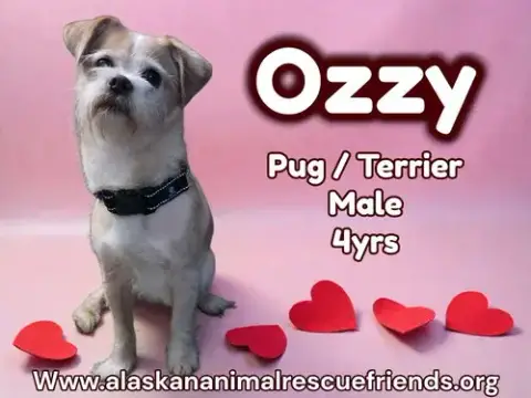 Ozzy