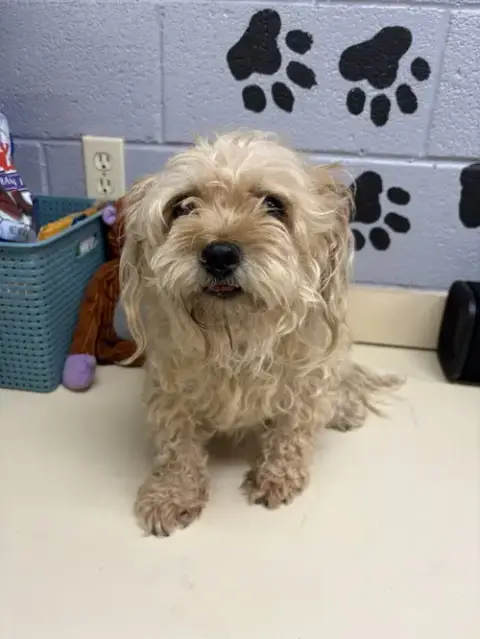 Harley