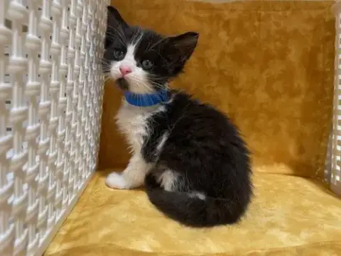 Oreo