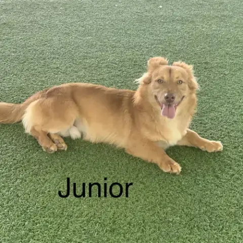 Junior photo 2