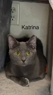 Katrina