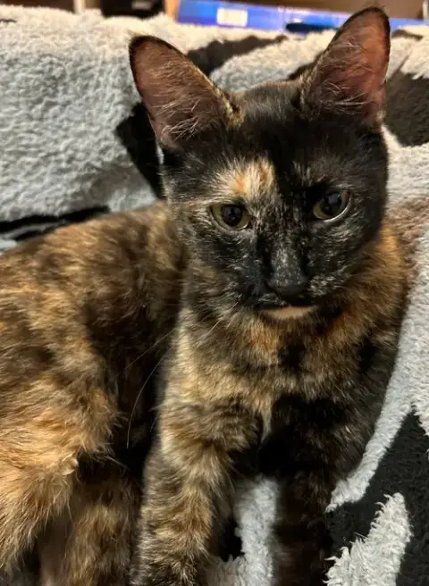 Pepper