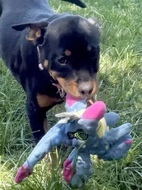 Rosie photo 4
