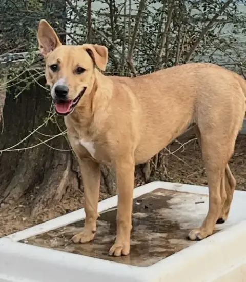 Georgia photo 4