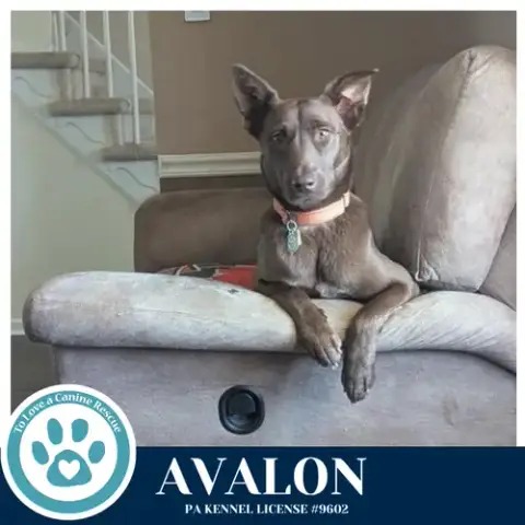 Avalon photo 4