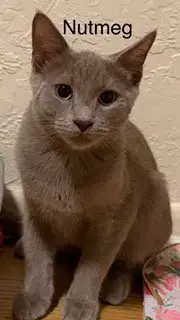 Nutmeg