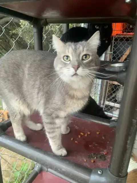Smokey photo 5