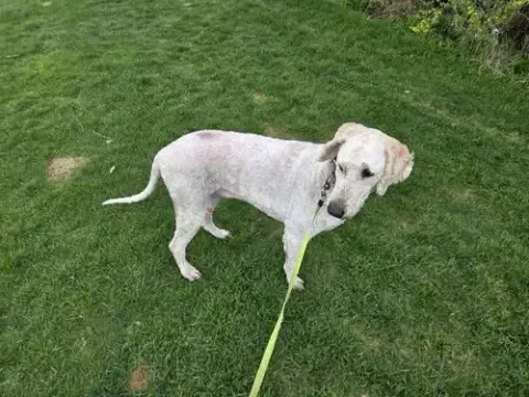 Obie