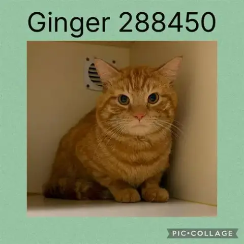 Ginger