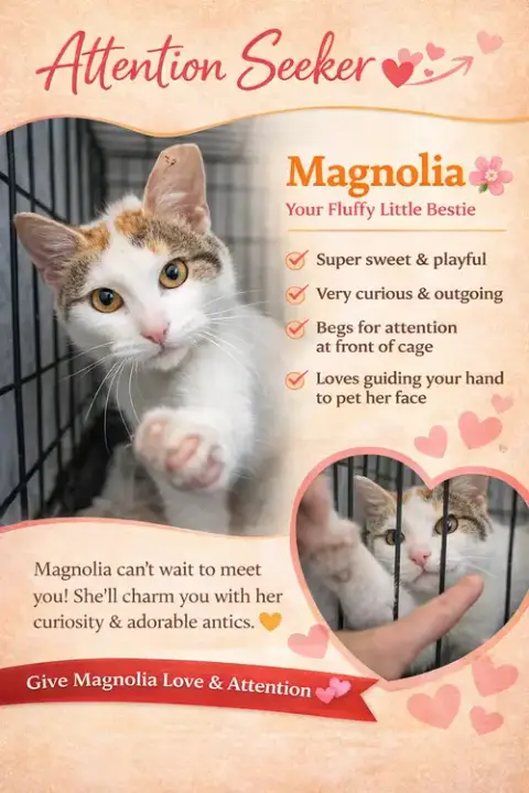 Magnolia photo 2