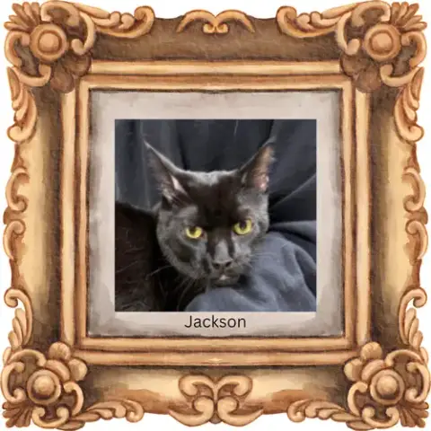 Jackson photo 4