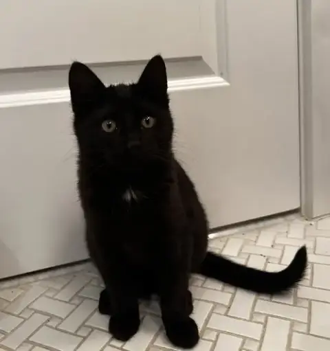 Pepperoni
