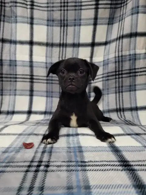 Monty photo 4