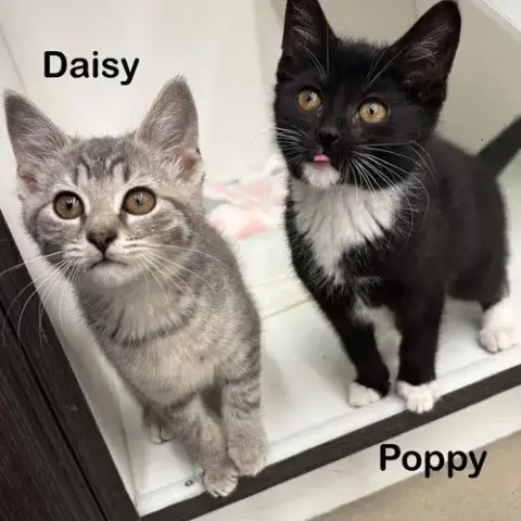 Daisy photo 4