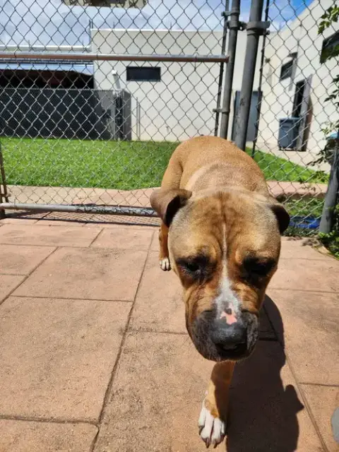 Sammy