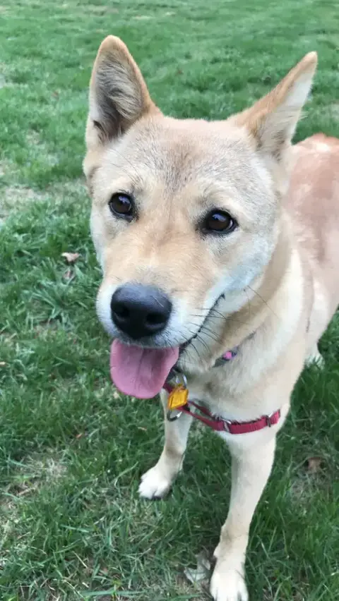 Moxie photo 4
