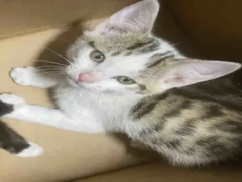 Meowbai