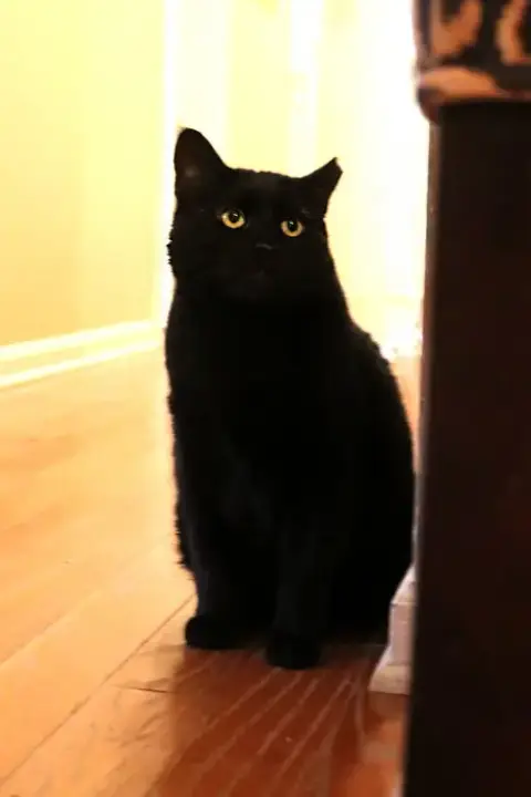 Angus photo 5