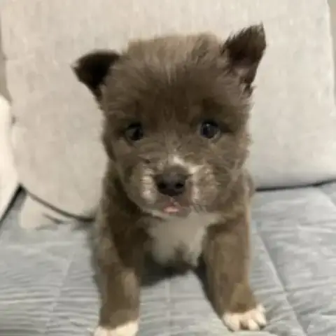 Koda