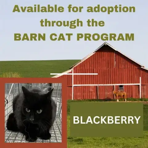 Blackberry Barn Cat