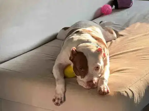 Trudy