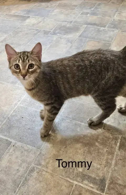 T Kitties