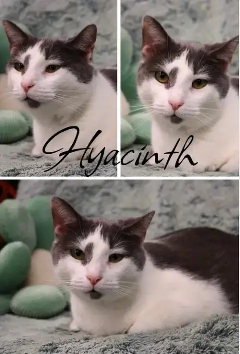 Hyacinth