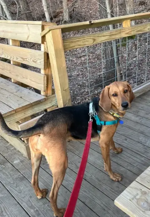 Carlie-In A Foster Home photo 2