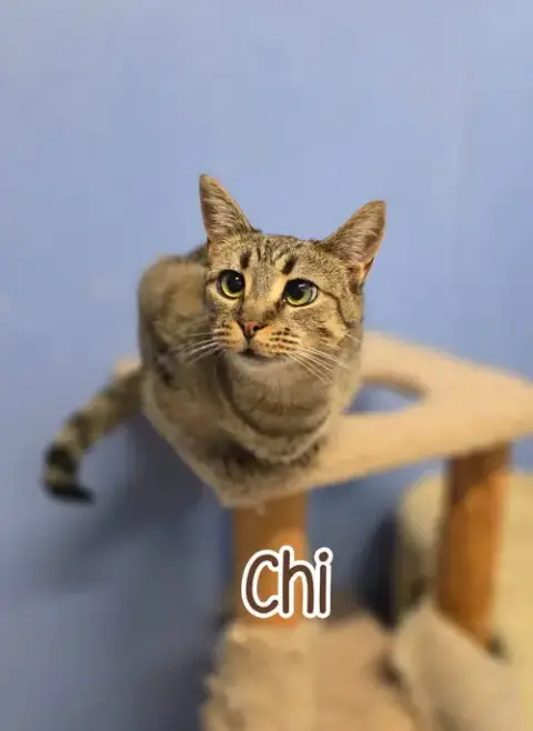 Chi photo 4
