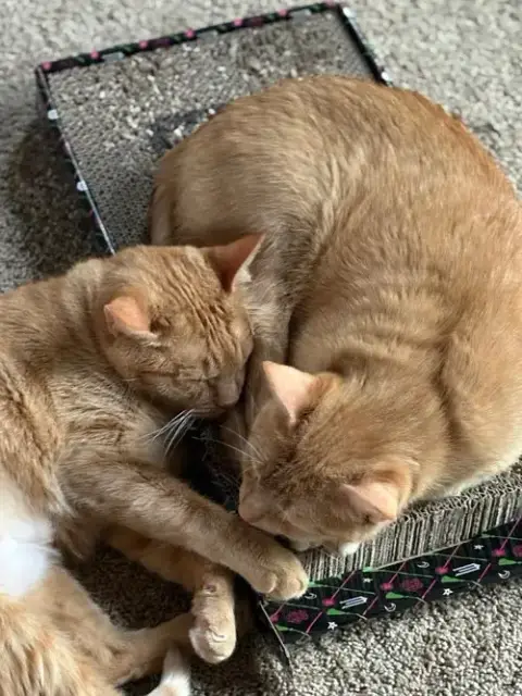 Paprika & Cayenne photo 2