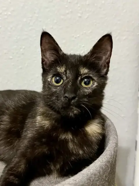 Josie