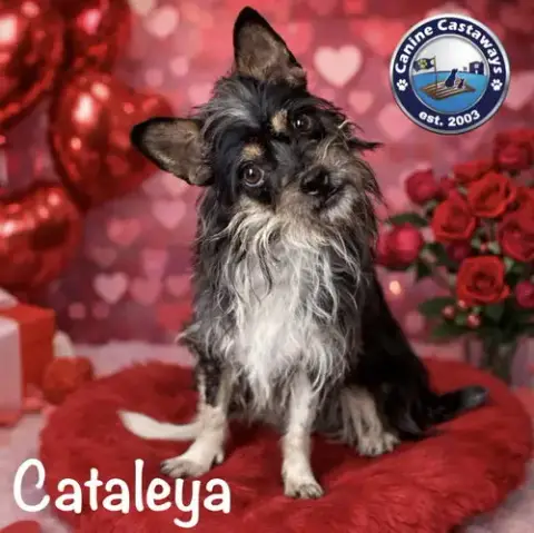 Cataleya