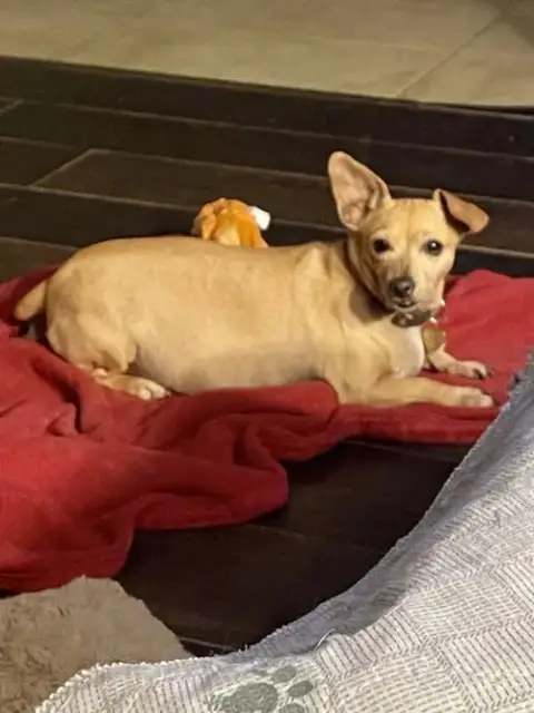 Nala