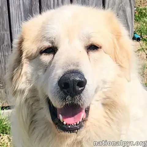 Cooper In Ky