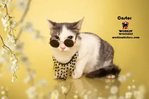 Castor photo 3