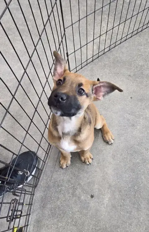 Morpheus