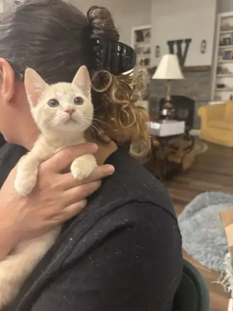 Loss Purrvention photo 4
