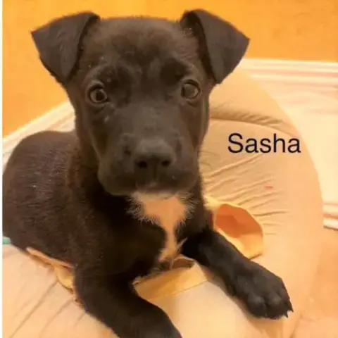 Sasha photo 3