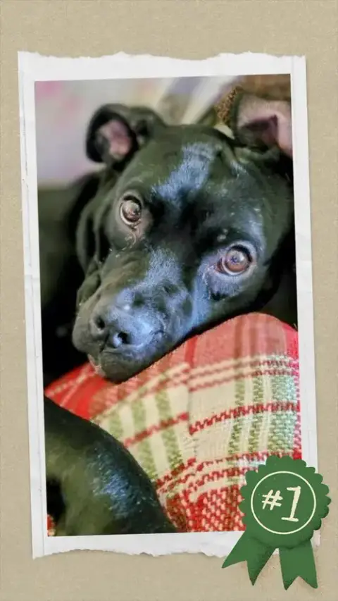 Gracie photo 2