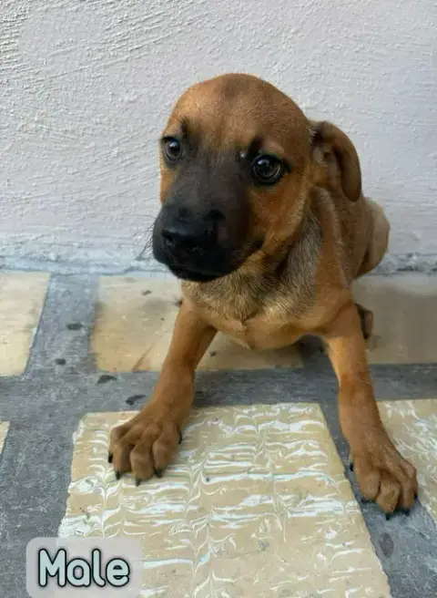 Smirk