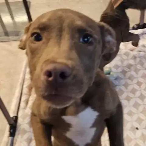Pippin