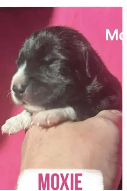 Moxie photo 2