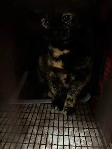 Binx