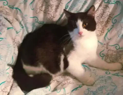 Kitten Jack