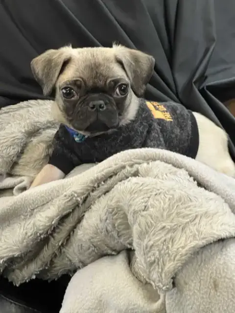Pugsley