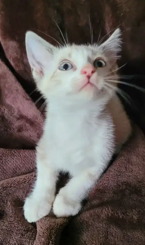 Jinx