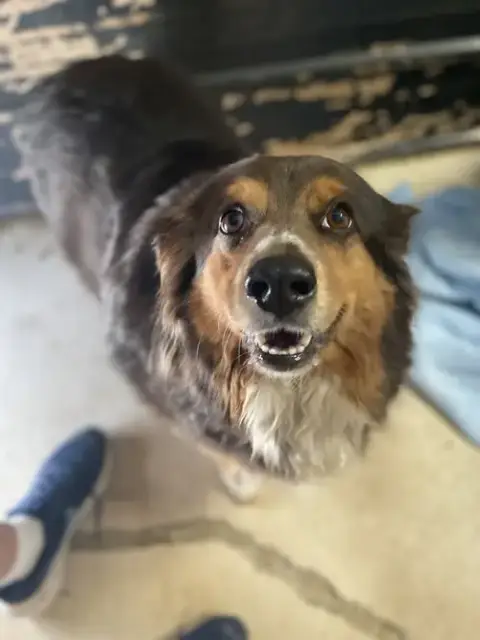 Harley