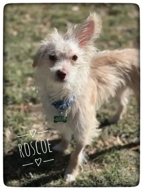Roscoe photo 2