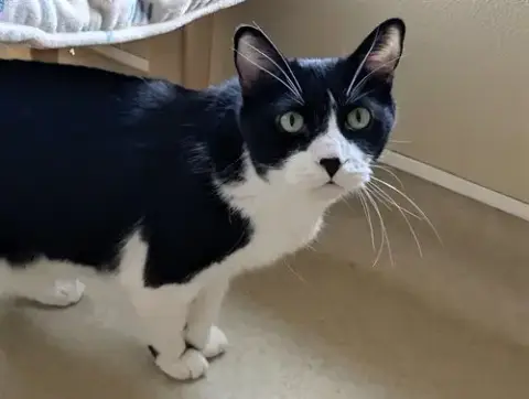 Big Boy